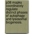 P38 Mapks Coordinately Regulate Distinct Phases Of Autophagy And Lysosomal Biogenesis.