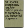P38 Mapks Coordinately Regulate Distinct Phases Of Autophagy And Lysosomal Biogenesis. by Shankar Varadarajan