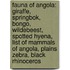 Fauna Of Angola: Giraffe, Springbok, Bongo, Wildebeest, Spotted Hyena, List Of Mammals Of Angola, Plains Zebra, Black Rhinoceros