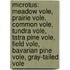 Microtus: Meadow Vole, Prairie Vole, Common Vole, Tundra Vole, Tatra Pine Vole, Field Vole, Bavarian Pine Vole, Gray-Tailed Vole