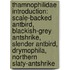 Thamnophilidae Introduction: Scale-Backed Antbird, Blackish-Grey Antshrike, Slender Antbird, Drymophila, Northern Slaty-Antshrike