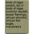 Birds Of Niger: Ostrich, List Of Birds Of Niger, Common Waxbill, Lesser Flamingo, African Silverbill, African Fish Eagle, Menetries's