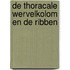 De thoracale wervelkolom en de ribben