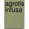 Agrotis infusa by Jesse Russell