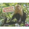 Capuchin Monkeys by Cecilia Pinto McCarthy