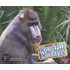 Mandrill Monkeys
