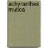 Achyranthes mutica