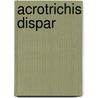 Acrotrichis dispar by Jesse Russell