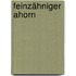 Feinzähniger Ahorn