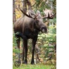 Moose Blank Journal by Nodin Press