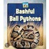 Bashful Ball Pythons