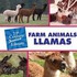 Farm Animals: Llamas