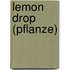 Lemon Drop (Pflanze)