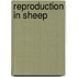 Reproduction In Sheep