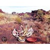 Tjanpi Desert Weavers door Penny Watson