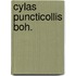 Cylas Puncticollis Boh.