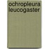 Ochropleura leucogaster