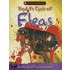 The Life Cycle of Fleas