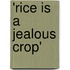 'Rice is a Jealous Crop'