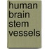 Human Brain Stem Vessels