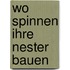 Wo Spinnen ihre Nester bauen