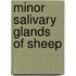 Minor Salivary Glands of Sheep