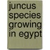 Juncus Species Growing in Egypt