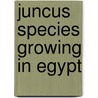 Juncus Species Growing in Egypt door Mohamad Amer