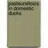 Pasteurellosis in Domestic Ducks