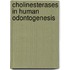 Cholinesterases in Human Odontogenesis