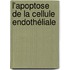 L'apoptose de la cellule endothéliale