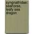 Syngnathidae: Seahorse, Leafy Sea Dragon