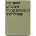 Tier und pflanze intrazellularer symbiose
