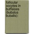 Follicular Oocytes In Buffaloes (bubalus Bubalis):