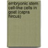 Embryonic Stem Cell-Like Cells In Goat (Capra Hircus)