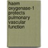 Haem Oxygenase-1 Protects Pulmonary Vascular Function