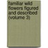 Familiar Wild Flowers Figured and Described (Volume 3)
