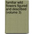Familiar Wild Flowers Figured and Described (Volume 3)