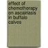 Effect Of Chemotherapy On Ascairiasis In Buffalo Calves