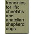 Frenemies For Life: Cheetahs And Anatolian Shepherd Dogs