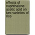 Effects Of Naphthalene Acetic Acid On Two Varieties Of Rice