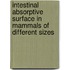 Intestinal Absorptive Surface in Mammals of Different Sizes