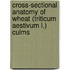 Cross-sectional Anatomy of wheat (Triticum aestivum L.) culms
