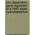 Iron-dependent Gene Regulation of a Fresh Water Cyanobacterium