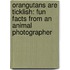 Orangutans Are Ticklish: Fun Facts from an Animal Photographer