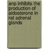 Anp Inhibits The Production Of Aldosterone In Rat Adrenal Glands