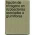 Fijación de nitrógeno en rizobacterias asociadas a glumifloras