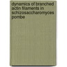 Dynamics of branched actin filaments in Schizosaccharomyces pombe door Shih-Chieh Ti