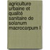 Agriculture urbaine et qualité sanitaire de Solanum macrocarpum L
