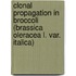 Clonal Propagation in Broccoli (Brassica oleracea l. var. italica)